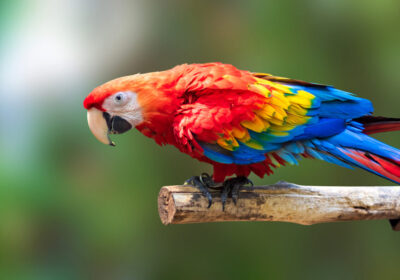 Dorem ipsum dolor sit amet, consectetur adipiscing on a elit Curabitur argcu erat accumsan.